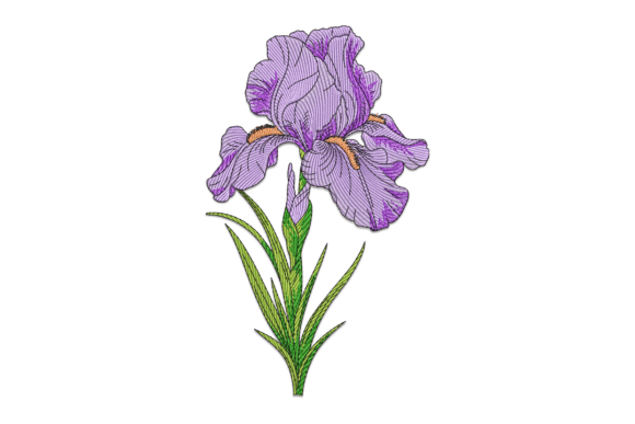 Purple Iris: A Designer’s Practical Review